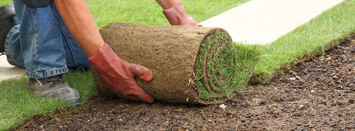 Виды газонных трав Виды газонных трав